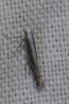 Micrurapteryx kollariella
