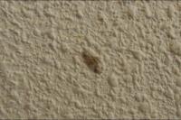 Alucita hexadactyla