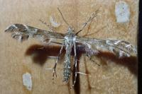 Oxyptilus