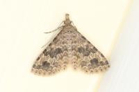 Alucita hexadactyla