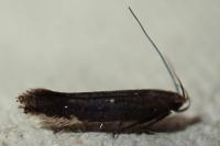 Aproaerema anthyllidella