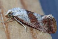 Falseuncaria ruficiliana