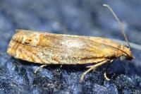 Lathronympha strigana