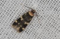 Oegoconia