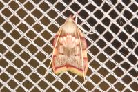Carcina quercana