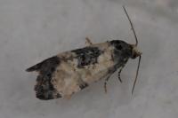 Neocochylis dubitana