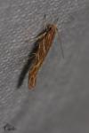 Pyroderces argyrogrammos