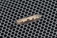 Ethmia bipunctella