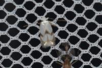 Pseudopostega crepusculella