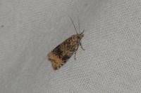 Celypha lacunana