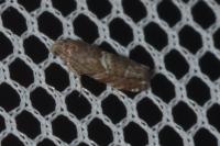 Cydia coniferana