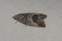 Cydia splendana