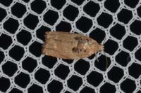 Gypsonoma minutana