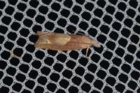 Eucosma conterminana