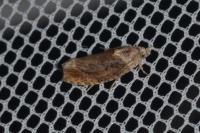 Eudemis profundana