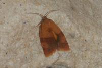 Cacoecimorpha pronubana
