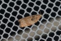 Gypsonoma minutana