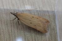Dichomeris limosella