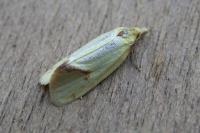 Agapeta hamana