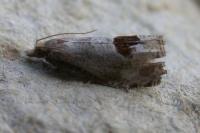 Notocelia uddmanniana