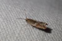 Ancylis