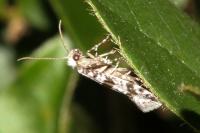 Scythropia crataegella