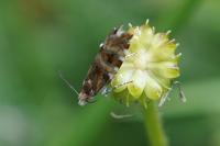 Epinotia mercuriana