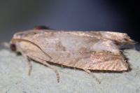Eucosma conterminana