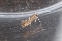 Phyllonorycter spinicolella