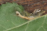 Phyllonorycter spinicolella