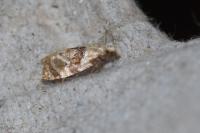 Phalonidia manniana/udana