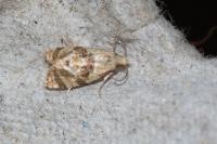 Phalonidia manniana/udana