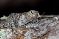 Cossus cossus