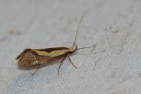 Harpella forficella
