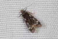 Anacampsis