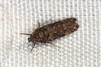 Teleiopsis diffinis