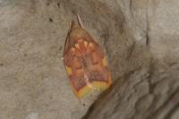 Carcina quercana