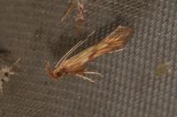 Metzneria neuropterella