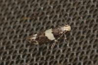 Recurvaria leucatella