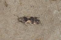 Teleiodes luculella