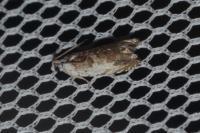 Ancylis laetana