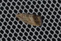 Cydia splendana