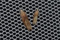 Eucosma gr. cana
