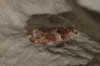 Gypsonoma minutana