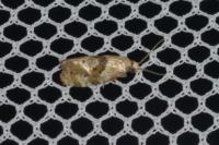 Phalonidia manniana/udana
