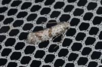 Scythropia crataegella
