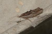 Ypsolopha scabrella