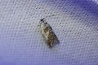Ancylis laetana