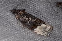 Apotomis betuletana