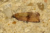 Celypha striana